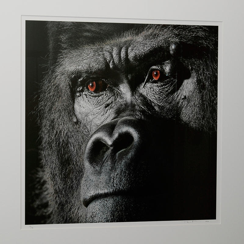 Tim Flach’s photographic print mounted and framed by edge